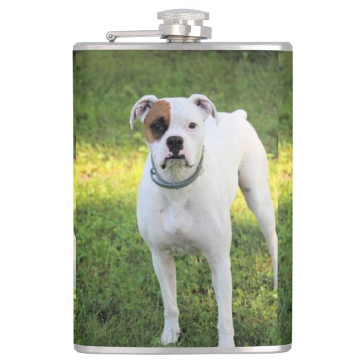 Boxer Flachmann (Vorderseite)