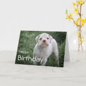 Boxer Happy Birthday Card Karte (Gelbe Blume)