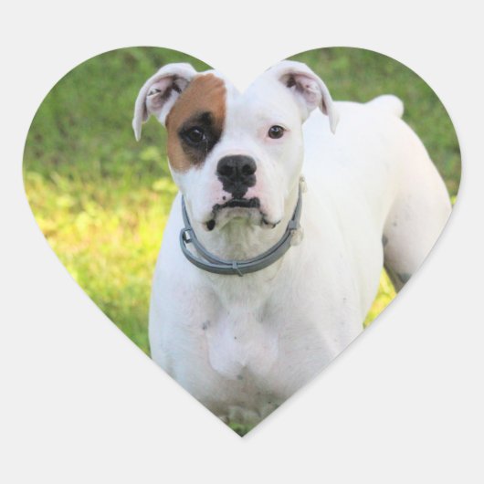 Boxer Herz-Aufkleber (Vorderseite)