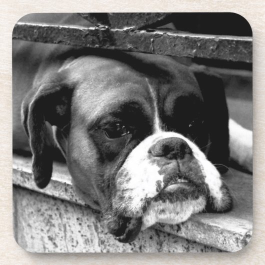 Boxer Hund an der Küste von Windows Getränkeuntersetzer (Vorderseite)