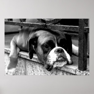 Boxer Hund auf dem Windows-Wapcy-Bogen1 Poster
