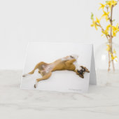 Boxer Hund auf ihrem Rücken auf dem Boden Karte (Gelbe Blume)