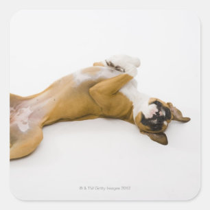 Boxer Hund auf ihrem Rücken auf dem Boden Quadratischer Aufkleber