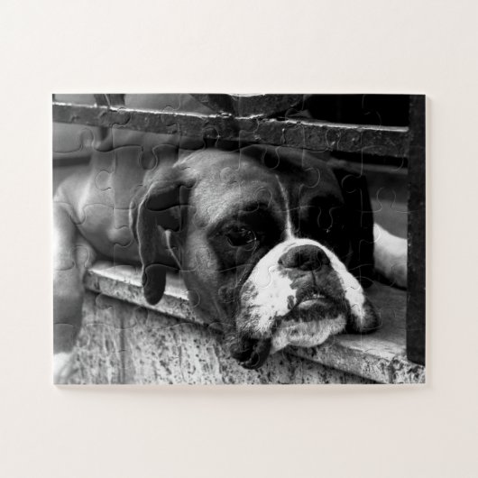 Boxer Hund auf Windows 11x14 30pc jpcn Puzzle (Horizontal)