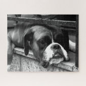 Boxer Hund auf Windows 16x20 520pc jpcn Puzzle (Horizontal)