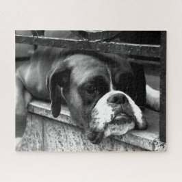 Boxer Hund auf Windows 16x20 520pc jpcn Puzzle
