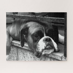 Boxer Hund auf Windows 16x20 520pc jpcna Puzzle