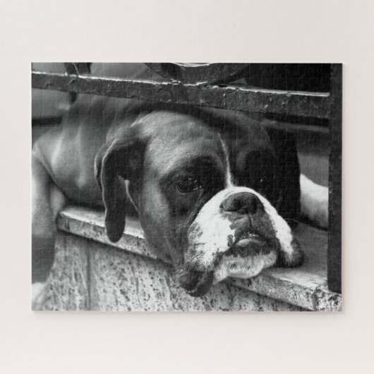Boxer Hund auf Windows 16x20 520pc jpcna Puzzle (Horizontal)