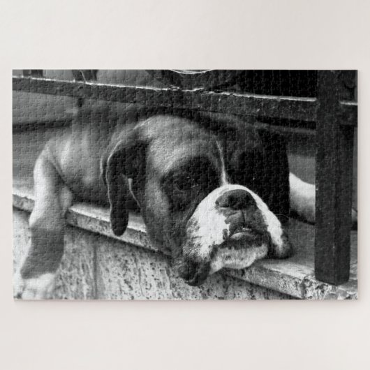 Boxer Hund auf Windows 20x30 1014pc jpcn Puzzle (Horizontal)