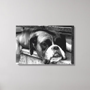 Boxer Hund auf Windows 24x16 (60x40cm) Waccnm Leinwanddruck