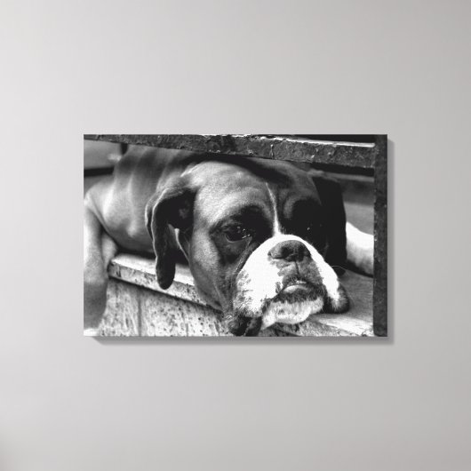 Boxer Hund auf Windows 24x16 (60x40cm) Waccnm Leinwanddruck (Vorderseite)