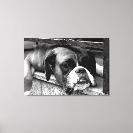 Boxer Hund auf Windows 36x24 (90x60cm) Waccnm Leinwanddruck (Vorderseite)