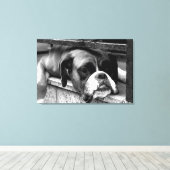 Boxer Hund auf Windows 36x24 (90x60cm) Waccnm Leinwanddruck (Insitu (Holzboden))