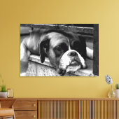 Boxer Hund auf Windows 36x24 (90x60cm) Waccnm Leinwanddruck (Insitu (Wohnzimmer))