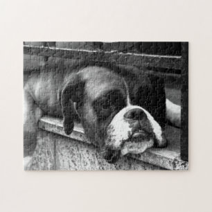 Boxer Hund auf Windows jp arc1 Puzzle