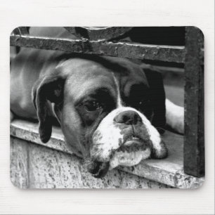 Boxer Hund auf Windows mpcnm Mousepad