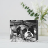 Boxer Hund auf Windows-Pccm Postkarte (Stehend Vorderseite)