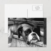 Boxer Hund auf Windows-Pccm Postkarte (Vorne/Hinten)