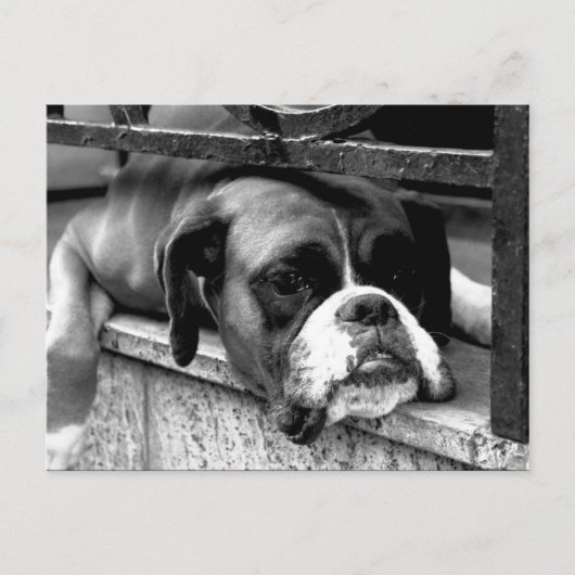 Boxer Hund auf Windows-Pccm Postkarte (Vorderseite)