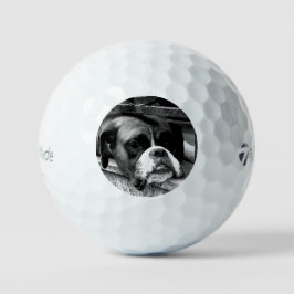 Boxer Hund auf Windows tmtp5 gbcnm Golfball