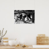 Boxer Hund auf Windows wapa Poster (Küche)