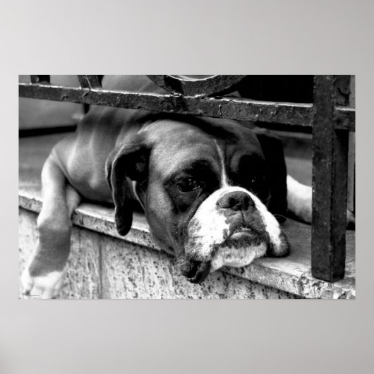 Boxer Hund auf Windows wapa Poster (Vorne)