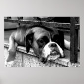 Boxer Hund auf Windows wapcn Poster (Vorne)