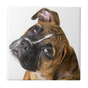 Boxer-Hund-Dekorfliese Fliese