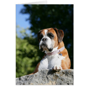 Boxer-Hund, der auf einen Felsen legt