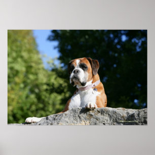Boxer-Hund, der auf einen Felsen legt Poster