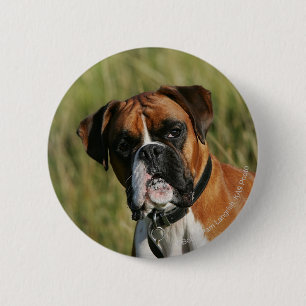 Boxer-Hund, der entlang der Kamera anstarrt Button