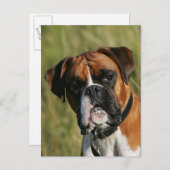 Boxer-Hund, der entlang der Kamera anstarrt Postkarte (Vorne/Hinten)