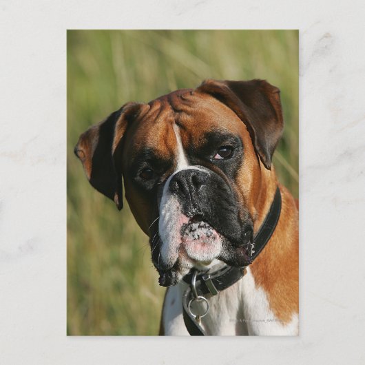 Boxer-Hund, der entlang der Kamera anstarrt Postkarte (Vorderseite)