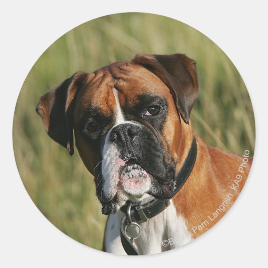 Boxer-Hund, der entlang der Kamera anstarrt Runder Aufkleber (Vorderseite)