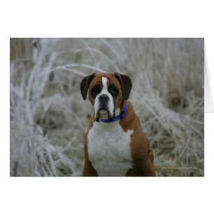 Boxer-Hund, der im Frost sitzt