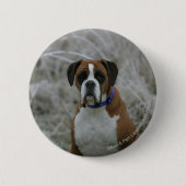 Boxer-Hund, der im Frost sitzt Button (Vorderseite)