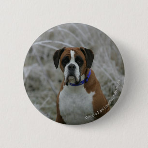 Boxer-Hund, der im Frost sitzt Button