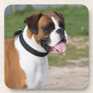 Boxer-Hund-Foto Hartplastik-Untersetzer Untersetzer