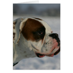 Boxer-Hund im Schnee
