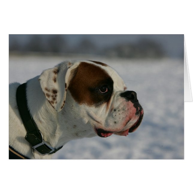 Boxer Hund im Schnee (Vorderseite (Horizontal))