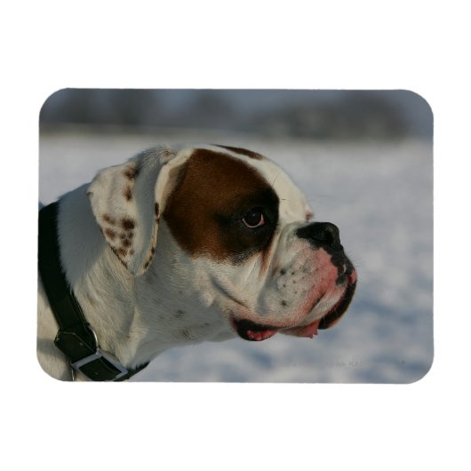 Boxer Hund im Schnee Magnet (Horizontal)