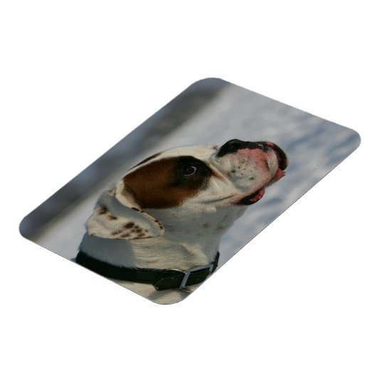 Boxer Hund im Schnee Magnet (Linke Seite)