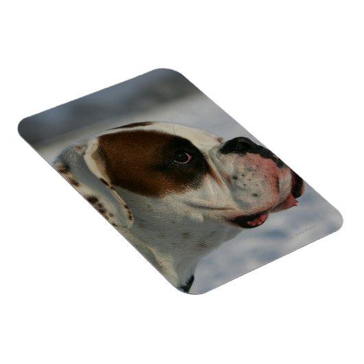 Boxer Hund im Schnee Magnet (Rechte Seite)