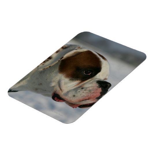 Boxer Hund im Schnee Magnet (Linke Seite)