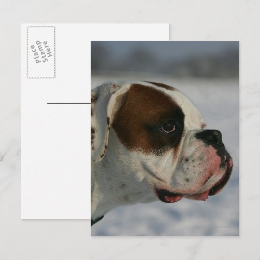 Boxer-Hund im Schnee Postkarte (Vorne/Hinten)