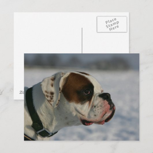 Boxer-Hund im Schnee Postkarte (Vorne/Hinten)