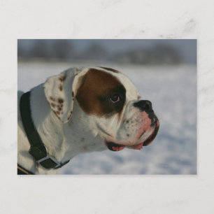 Boxer-Hund im Schnee Postkarte