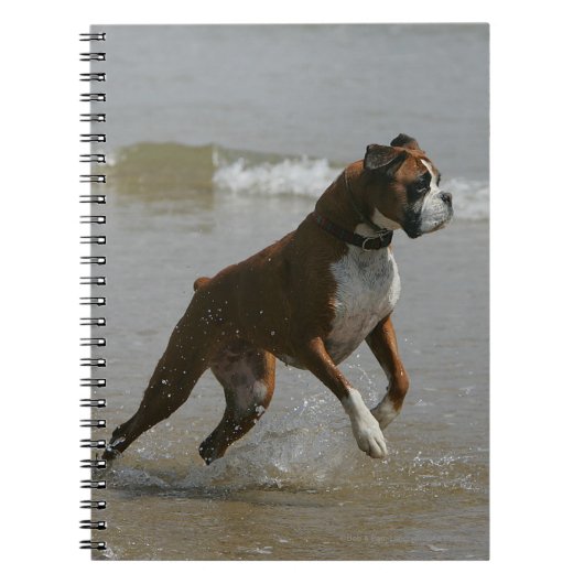 Boxer-Hund im Wasser Notizblock (Vorderseite)