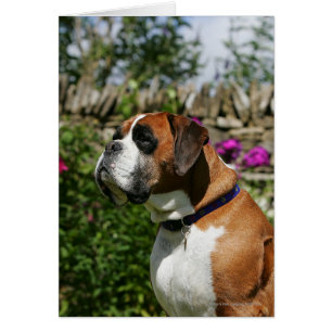 Boxer-Hund in den Blumen