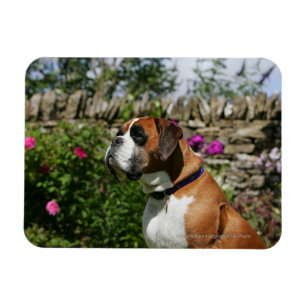 Boxer-Hund in den Blumen Magnet